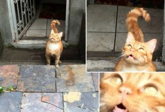 20 смешных домашних кошек, которым очень не нравится гулять на улице (20 фото)
