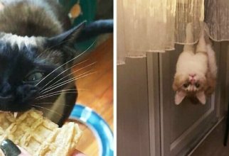 15 случаев, когда в котах сломались настройки, и они повели себя странно, но смешно (15 фото)