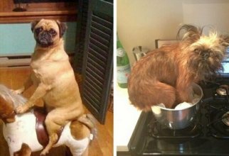 15 примеров того, что делают собаки, когда вас нет дома (16 фото)
