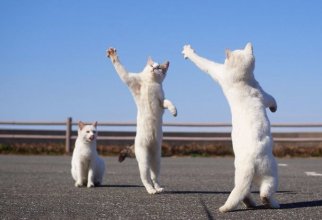 10+ фотодоказательств того, что кошки прекрасно танцуют (8 фото)