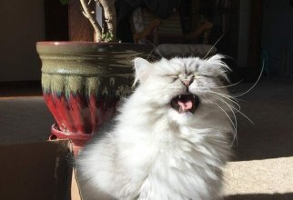 15 безумных фотографий котов, которых подловили на середине чиха (15 фото)