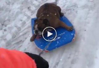 Даже собаки любят снег